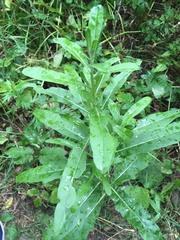 Cirsium arvense