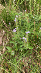 Veronica officinalis