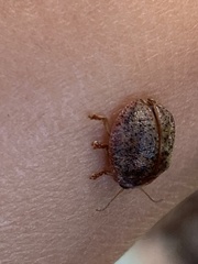 Paropsisterna m-fuscum