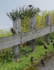 Turdus chiguanco