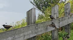 Turdus chiguanco