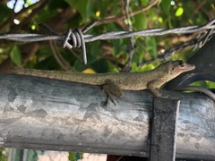 Anolis aeneus