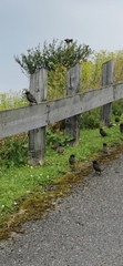 Turdus chiguanco
