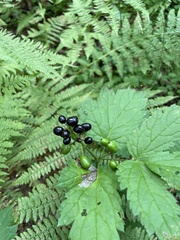 Actaea spicata