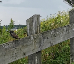 Turdus chiguanco