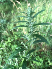 Artemisia vulgaris
