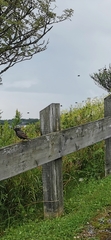 Turdus chiguanco