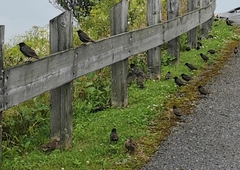 Turdus chiguanco