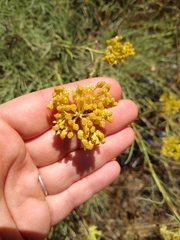 Helichrysum