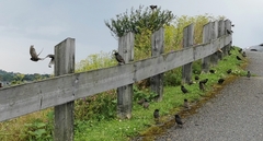 Turdus chiguanco