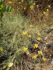 Helichrysum