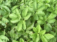 Aegopodium podagraria