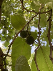 Broussonetia papyrifera