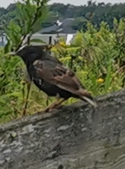 Turdus chiguanco