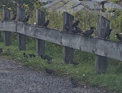 Turdus chiguanco
