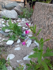 Epilobium hirsutum
