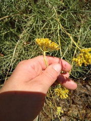 Helichrysum