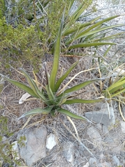 Agave albomarginata