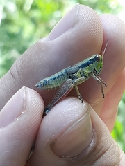 Melanoplus digitifer