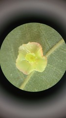 Caryomyia arcuata