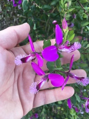 Polygala × dalmaisiana