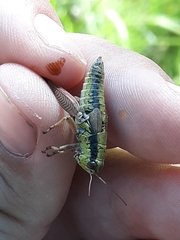 Melanoplus digitifer