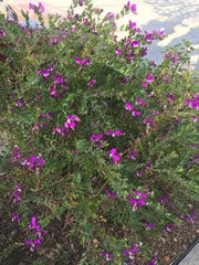 Polygala × dalmaisiana