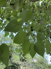 Broussonetia papyrifera