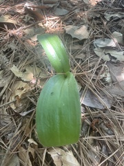 Galearis spectabilis