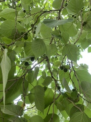 Broussonetia papyrifera