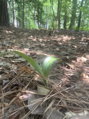 Galearis spectabilis