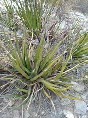 Agave albomarginata