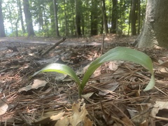 Galearis spectabilis