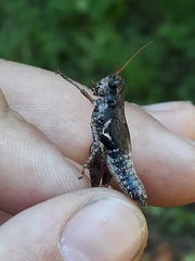 Melanoplus trinitense