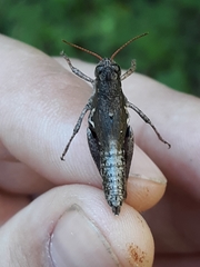 Melanoplus trinitense