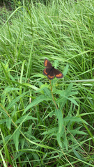 Erebia euryale