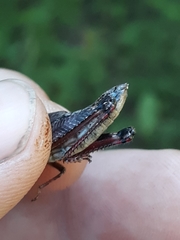 Melanoplus trinitense