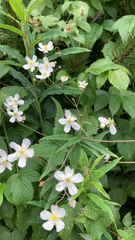 Ranunculus aconitifolius