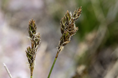 Carex phaeocephala