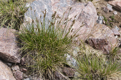 Carex phaeocephala