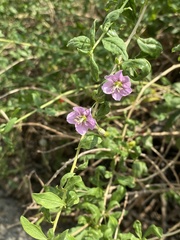 Lycium barbarum