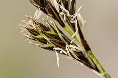 Carex phaeocephala