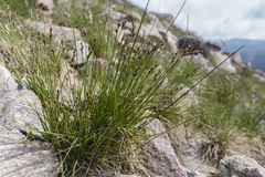 Carex phaeocephala