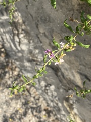 Lycium barbarum