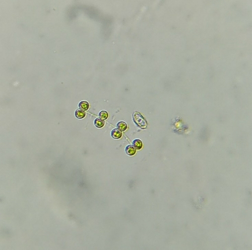 Cosmocladium
