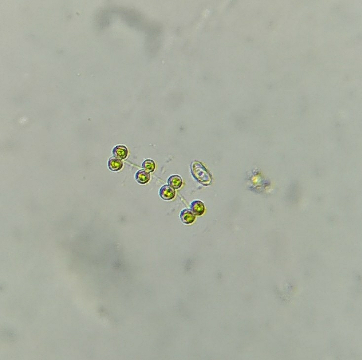 Cosmocladium