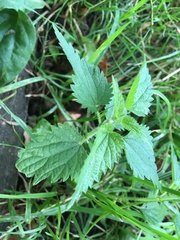 Urtica dioica