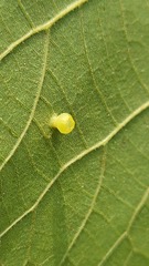 Caryomyia flaticrustum