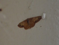 Idaea kendallaria