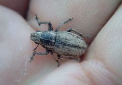 Naupactus minor